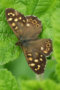 Vertical closeup on a European brown speckled butterfly, Parage aegeria with spread wings