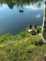 Patos junto al lago Castiñeiras, Galicia