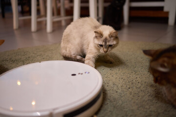 Cat on robot vacuum, surrounded by animal and home keywords
