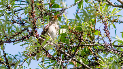 bird on a tree