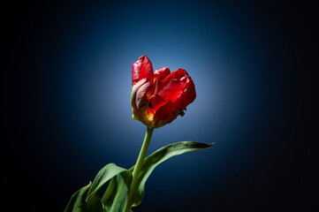Obraz premium red parrot tulip with fluted petals