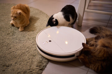 Cat on robot vacuum, surrounded by animal and home keywords