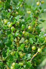 Stachelbeeren