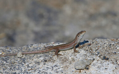 An Erhard's Wall Lizard (Podarcis erhardii), shot on the Greek island of Santorini.