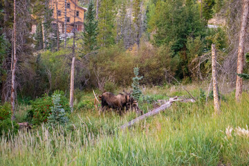 A moose grazing in a meadow in Summit County, Colorado