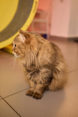 Beautiful cat in living room at home