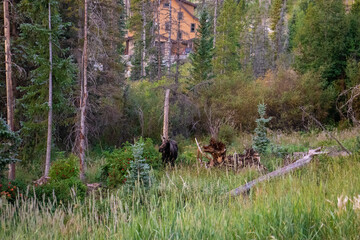 A moose grazing in a meadow in Summit County, Colorado