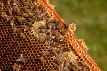 Working bees on the brown honeycomb with sweet honey..