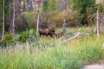 A moose grazing in a meadow in Summit County, Colorado