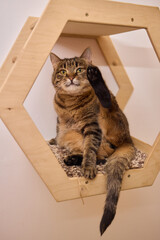 Felidae scratching wood wall, carnivore pet supply with whiskers and snout