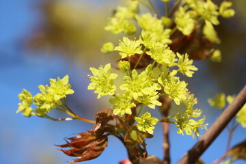 Sweden. Acer is a genus of trees and shrubs commonly known as maples. The genus is placed in the soapberry family, Sapindaceae, along with lychee and horse chestnut. 