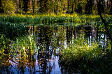 A small mountain pond in the Colorado Rocky Mountains