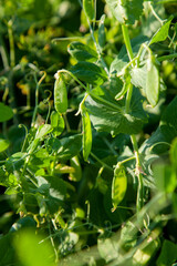 Sugar peas with flowers and pods in the vegetable garden over blurry background..