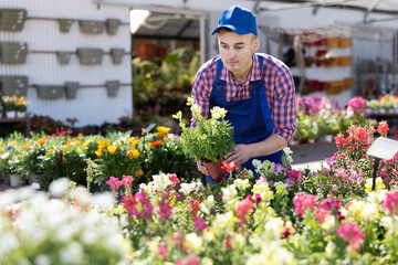 Male gardener takes care of potted flowers conillets (antirrhinum majus) in modern greenhouse