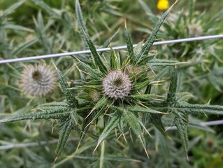 The heads of Spear Thistle (Cirsium vulgare) by a farmland fence