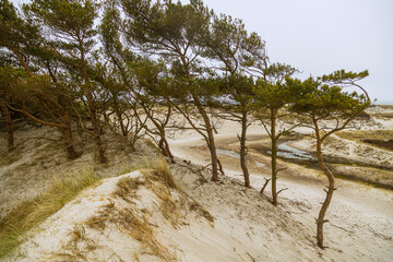 Sand dunes Dueodde beach Bornholm beautiful Denmark's island - wild nature