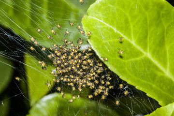 Garten-Kreuzspinne (Araneus diadematus) - Jungtiere im Netz