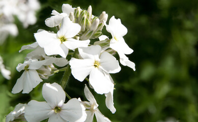 A close-up of white Sweet Alyssum flowers blooming, ideal for gardens and floral backgrounds