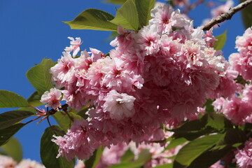 Sweden. The cherry blossom, or sakura, is the flower of trees in Prunus subgenus Cerasus. 