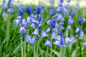 Scilla campanulata flowers blooming in the forest.