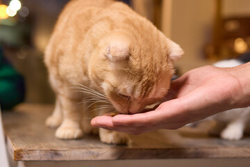 Fawn Felidae cat, with whiskers and collar, eats treat from hand