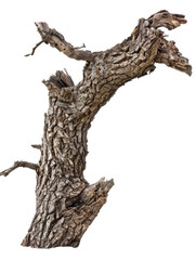 Obraz premium Bark tree texture isolated on transparent background