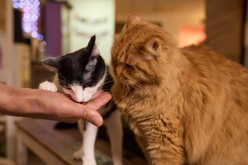 Fawn Felidae cat, with whiskers and collar, eats treat from hand