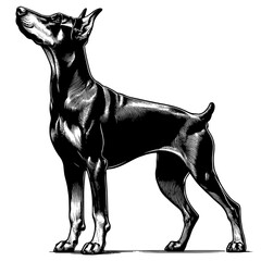 Hand drawn illustration of fierce doberman dog, vector sketch isolated on transparent background.