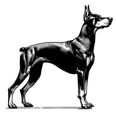 Hand drawn illustration of fierce doberman dog, vector sketch isolated on transparent background.
