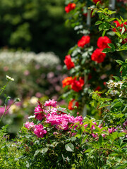Fototapeta premium 鮮やかな薔薇が咲く薔薇園の風景