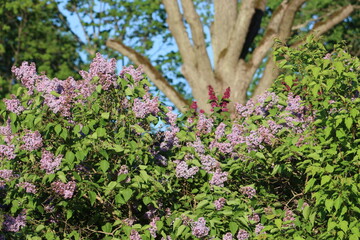 Sweden. Syringa vulgaris, the lilac or common lilac, is a species of flowering plant in the olive...