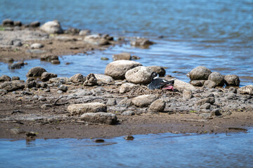 Hawaiian Stilt, Black-Necked Stilt, sitting on a nest of twigs on a rocky river beach, Kealia Pond, national wildlife refuge, birdwatching on Maui, Hawaii
