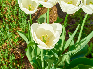 white latte tulips maureen close-up on a green flower bed on a beautiful sunny spring day....