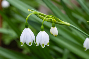 Fototapeta premium Snowdrops of neat flowers that bloom in early spring.