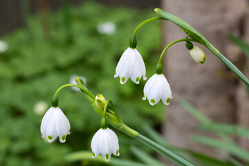 Snowdrops of neat flowers that bloom in early spring.