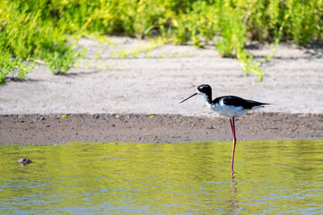 Hawaiian Stilt, Black-Necked Stilt, foraging for food in shallow water, Kealia Pond, national wildlife refuge, birdwatching on Maui, Hawaii
