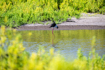 Hawaiian Stilt, Black-Necked Stilt, foraging for food in shallow water, Kealia Pond, national wildlife refuge, birdwatching on Maui, Hawaii
