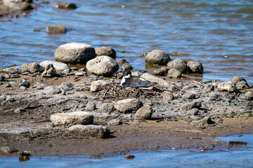 Hawaiian Stilt, Black-Necked Stilt, sitting on a nest of twigs on a rocky river beach, Kealia Pond, national wildlife refuge, birdwatching on Maui, Hawaii
