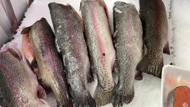 Raw steaks of rainbow trout chilled on shallow ice at the seafood market. An open shelf at the fish market. Close-up.