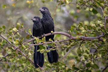 Pareja de garrapateros
