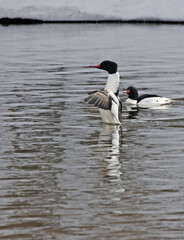 A flapping male Common Merganser (Mergus merganser ) with another one looking on.  Shot on the...