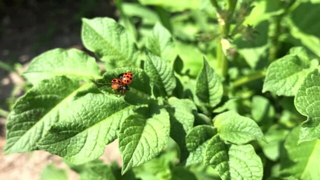 A ladybug is sitting on a leaf of a plant