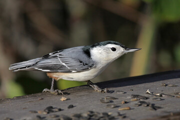 Obraz premium A White-breasted Nuthatch (Sitta carolinensis) sitting at bird feeder..