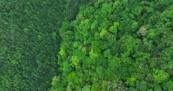 Aerial view of green forest landscape 