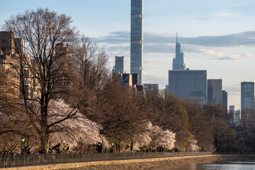 Obraz premium Blooming trees in central park New York during spring time. People walk and enjoy first warm and the beginning of spring spring in beautiful park 