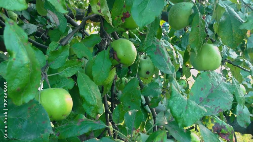 Poster a tree with green apples hanging from it. the apples are green and have a few spots on them
