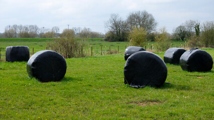 Rural countryside landscape of silage bales wrapped in black plastic to preserve grass fed for cows...