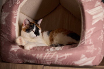 A Felidae cat with fur is lounging in a cozy cat bed