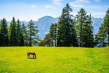 A solitary horse grazes in a verdant meadow nestled amidst towering pine trees, under the watchful...