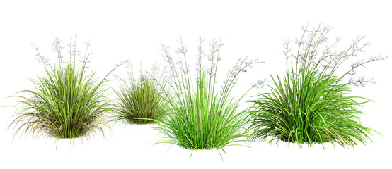 Set of Liberta Formosa - Chilean Iris plant isolated on transparent background. 3D render.